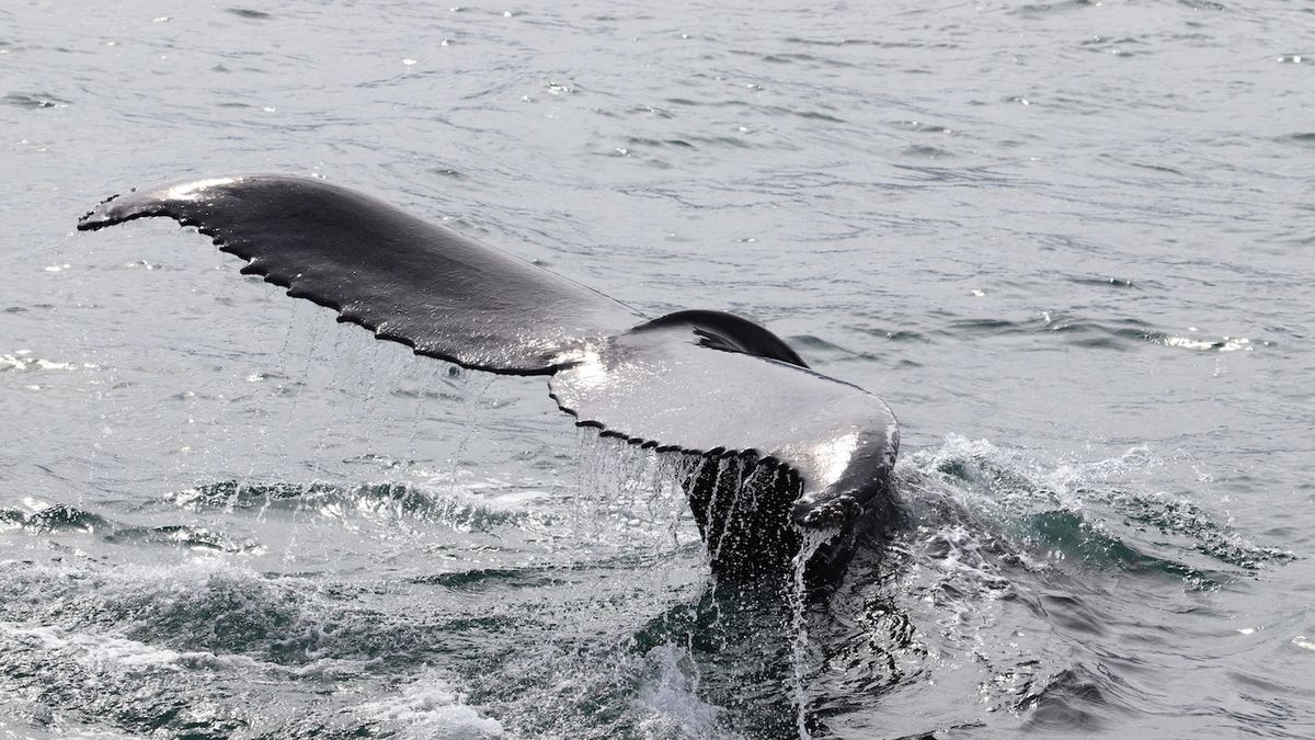 Island definitivně ukončí lov velryb